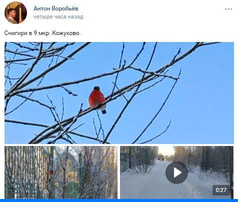 В Кожухово прилетели снегири